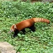 Baobaoの画像