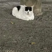 もちもちな餅の画像