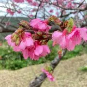 なみ平