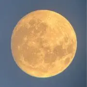 おさしみパラダイスの画像