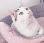 せろりの画像