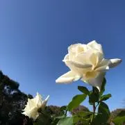 トトロ99