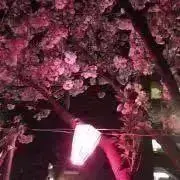 桃桜の画像