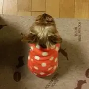 シェリー