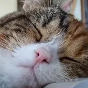 ハッシュポテト