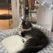 小茶の画像