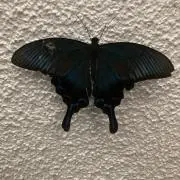 ライオンハートの画像