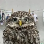 spd.lb.otsukiの画像