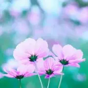 *akichi*の画像