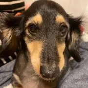 クロミツ