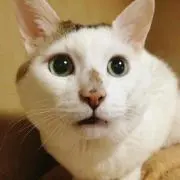 ちどり