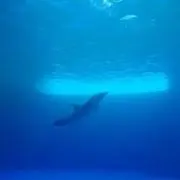 さいちの画像