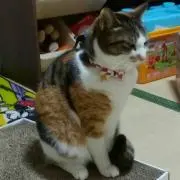 ミケの画像