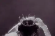りん