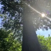 えだまめさんの画像