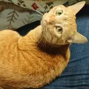 Katze（プロフ必ず読んでください）