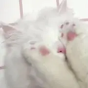 ぴのっけの画像