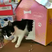 おくらトーストの画像