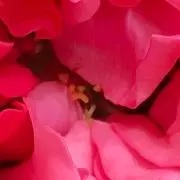 みぞやん