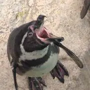 ナミショウ