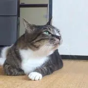 ワタユキ