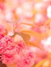 やんわり
