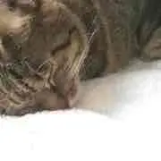 り