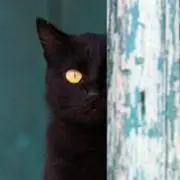 GAOの画像