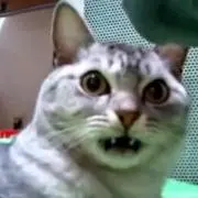 さゆ