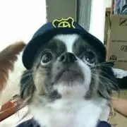 チコちゃん