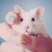 miso michi