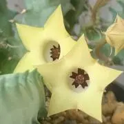 あずき&くろごまの画像