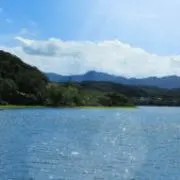 おいもの画像
