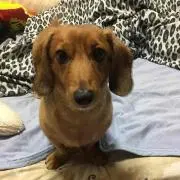 しゃーこりん