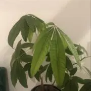 cogockの画像