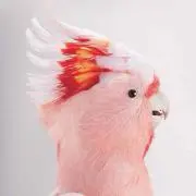 Quuの画像