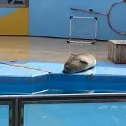 ⋆ゆゆ⋆即購入大歓迎の画像