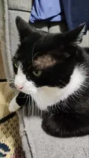 はち姫の画像