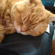 ちゃなの画像