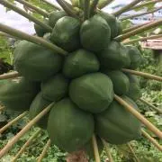 sajiの画像