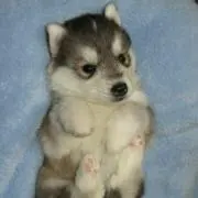 テグー