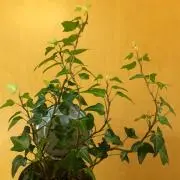 ぴーえーの画像