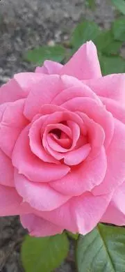 ❤️rose_m❤️の画像