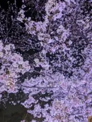 しずくの画像