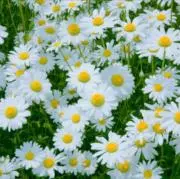 ジェラトーニ❀即日または翌日発送しますの画像