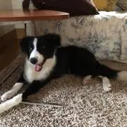 ぽちこ