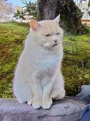 そーどの画像