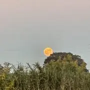 ジャニーン