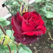 さっち