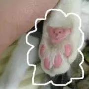 MYMR